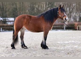 Andere Rassen, Merrie, 12 Jaar, 153 cm, Bruin