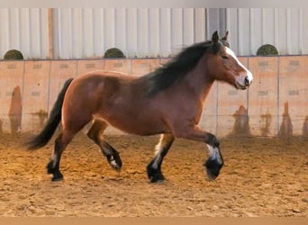 Andere Rassen, Merrie, 12 Jaar, 153 cm, Bruin