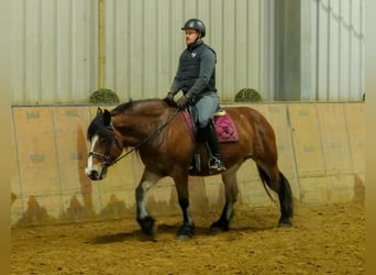 Andere Rassen, Merrie, 12 Jaar, 153 cm, Bruin