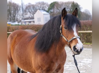 Andere Rassen, Merrie, 12 Jaar, 153 cm, Bruin