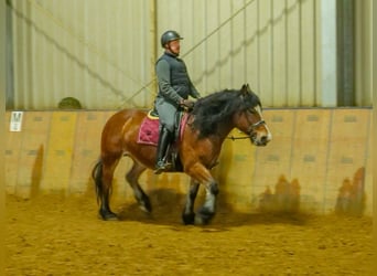 Andere Rassen, Merrie, 12 Jaar, 153 cm, Bruin