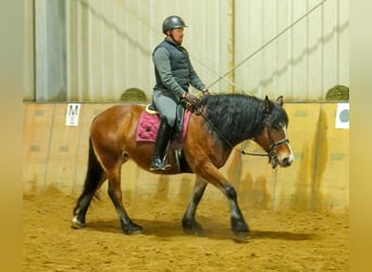 Andere Rassen, Merrie, 12 Jaar, 153 cm, Bruin