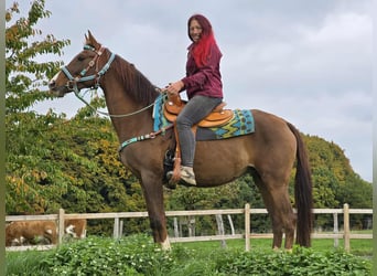 Andere Rassen, Merrie, 12 Jaar, 155 cm, Bruin