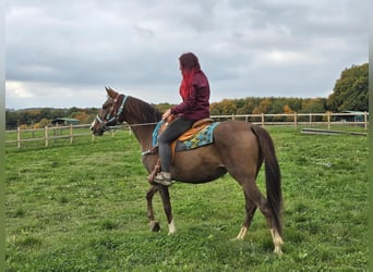 Andere Rassen, Merrie, 12 Jaar, 155 cm, Bruin