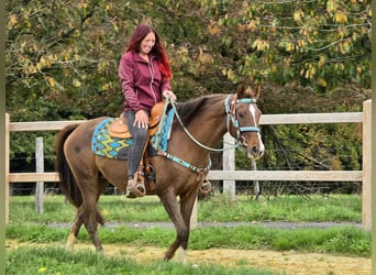 Andere Rassen, Merrie, 12 Jaar, 155 cm, Bruin