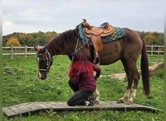 Andere Rassen, Merrie, 12 Jaar, 155 cm, Bruin