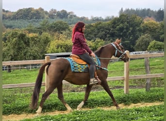 Andere Rassen, Merrie, 12 Jaar, 155 cm, Bruin