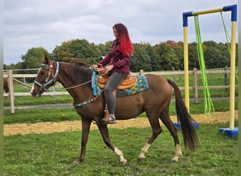 Andere Rassen, Merrie, 12 Jaar, 155 cm, Bruin