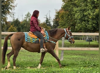Andere Rassen, Merrie, 12 Jaar, 155 cm, Bruin