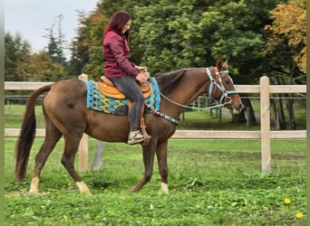 Andere Rassen, Merrie, 12 Jaar, 155 cm, Bruin