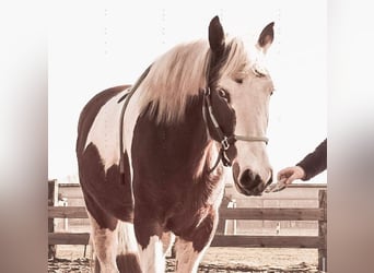 Andere Rassen Mix, Merrie, 12 Jaar, 155 cm, Gevlekt-paard