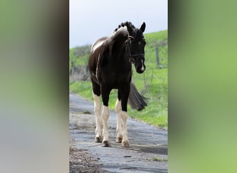 Andere Rassen, Merrie, 12 Jaar, 156 cm, Gevlekt-paard