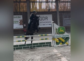 Andere Rassen Mix, Merrie, 12 Jaar, 156 cm, Zwart