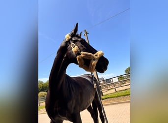 Andere Rassen Mix, Merrie, 12 Jaar, 156 cm, Zwart