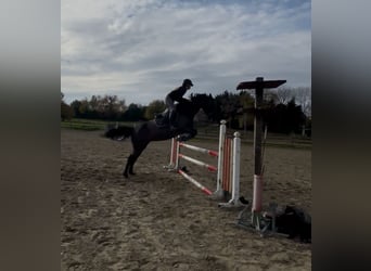 Andere Rassen Mix, Merrie, 12 Jaar, 156 cm, Zwart