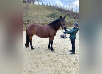 Andere Rassen, Merrie, 12 Jaar, 157 cm, Bruin