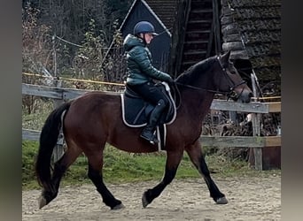 Andere Rassen, Merrie, 12 Jaar, 157 cm, Bruin