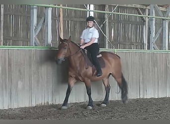 Andere Rassen, Merrie, 12 Jaar, 157 cm, Bruin