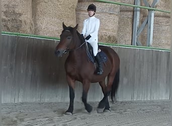 Andere Rassen, Merrie, 12 Jaar, 157 cm, Bruin