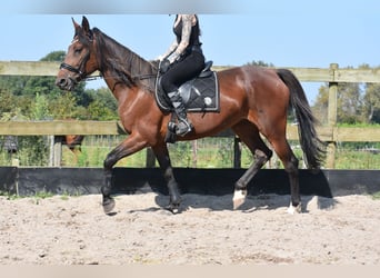 Andere Rassen, Merrie, 12 Jaar, 161 cm, Roodbruin