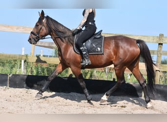 Andere Rassen, Merrie, 12 Jaar, 161 cm, Roodbruin