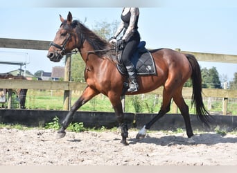 Andere Rassen, Merrie, 12 Jaar, 161 cm, Roodbruin