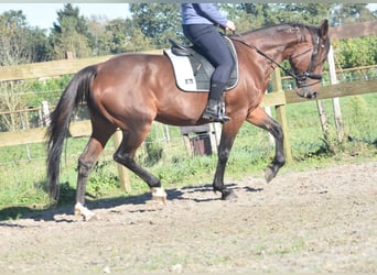 Andere Rassen, Merrie, 12 Jaar, 161 cm, Roodbruin