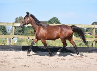 Andere Rassen, Merrie, 12 Jaar, 161 cm, Roodbruin