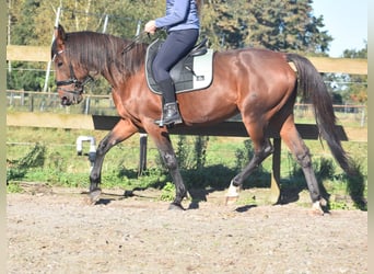 Sonstige Rassen, Stute, 12 Jahre, 161 cm, Rotbrauner