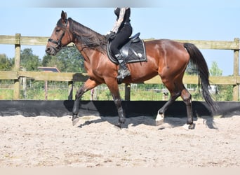 Andere Rassen, Merrie, 12 Jaar, 161 cm, Roodbruin