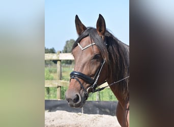 Andere Rassen, Merrie, 12 Jaar, 161 cm, Roodbruin