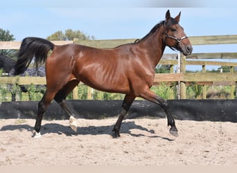 Andere Rassen, Merrie, 12 Jaar, 161 cm, Roodbruin