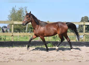 Andere Rassen, Merrie, 12 Jaar, 161 cm, Roodbruin