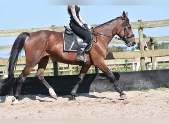 Andere Rassen, Merrie, 12 Jaar, 161 cm, Roodbruin