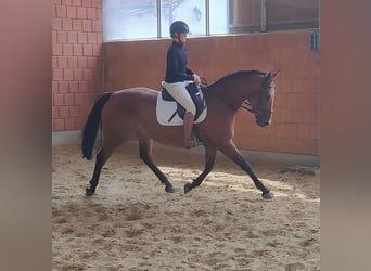 Andere Rassen, Merrie, 12 Jaar, 168 cm, Bruin
