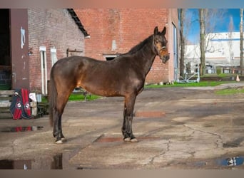 Andere Rassen Mix, Merrie, 12 Jaar, 168 cm, Donkerbruin