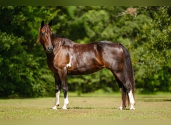 Andere Rassen, Merrie, 12 Jaar, Roodbruin