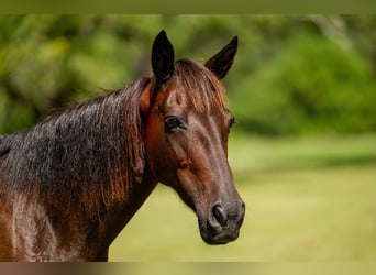 Andere Rassen, Merrie, 12 Jaar, Roodbruin