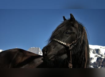 Andere Rassen Mix, Merrie, 13 Jaar, 128 cm, Zwart