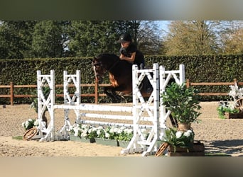 Andere Rassen, Merrie, 13 Jaar, 129 cm