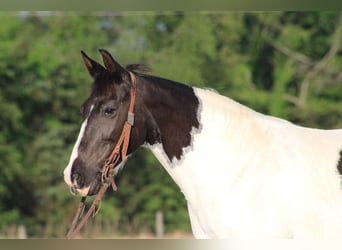 Andere Rassen, Merrie, 13 Jaar, 142 cm, Gevlekt-paard