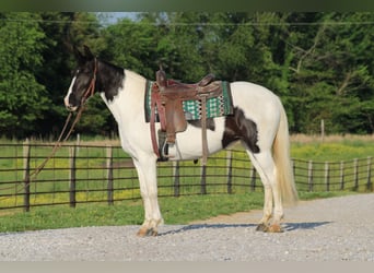 Andere Rassen, Merrie, 13 Jaar, 142 cm, Gevlekt-paard