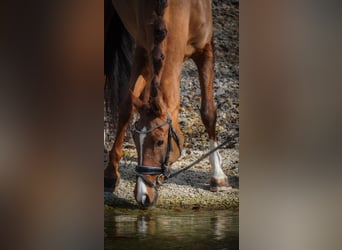 Andere Rassen, Merrie, 13 Jaar, 157 cm, Donkere-vos
