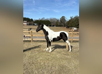 Andere Rassen, Merrie, 13 Jaar, 157 cm, Tobiano-alle-kleuren