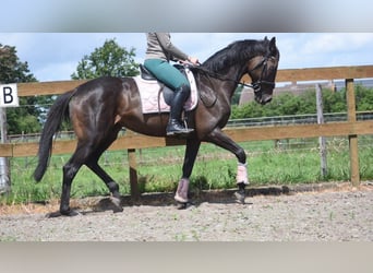 Andere Rassen, Merrie, 13 Jaar, 158 cm, Bruin
