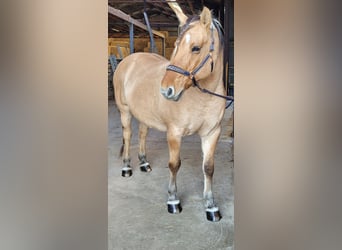 Andere Rassen, Merrie, 13 Jaar, 160 cm, Falbe