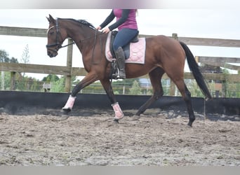 Andere Rassen, Merrie, 13 Jaar, 162 cm, Bruin