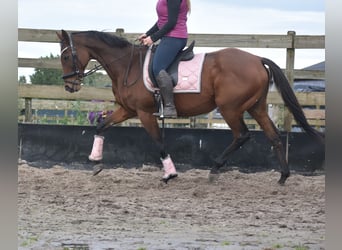 Andere Rassen, Merrie, 13 Jaar, 162 cm, Donkerbruin