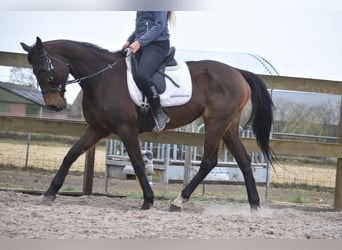 Andere Rassen, Merrie, 13 Jaar, 164 cm, Donkerbruin