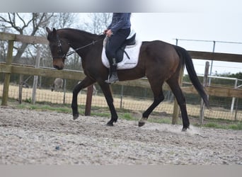 Andere Rassen, Merrie, 13 Jaar, 164 cm, Donkerbruin